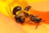 Lasioglossum sp.